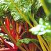 Swiss_chard bright lights.thumb